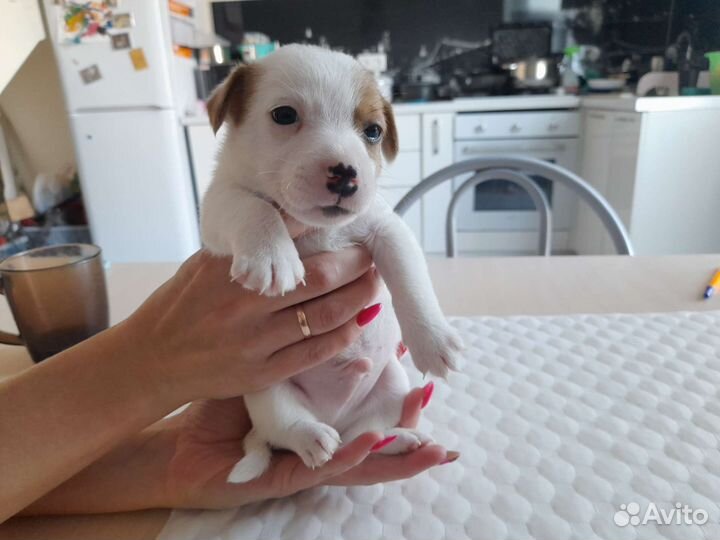 Щенки джек рассел