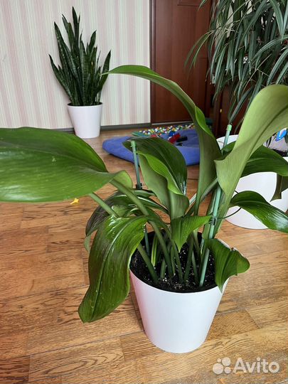 Эухарис амазонская лилия