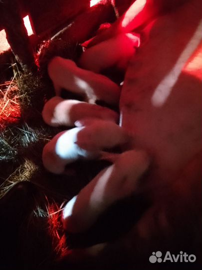 Свинья белая русская порода