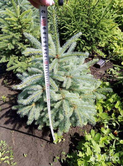 Ель голубая и обыкновенная