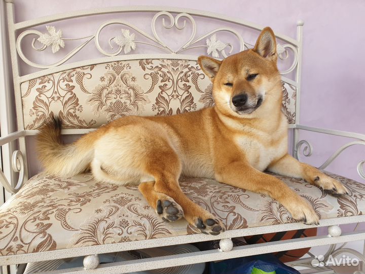 Вязка сиба ину