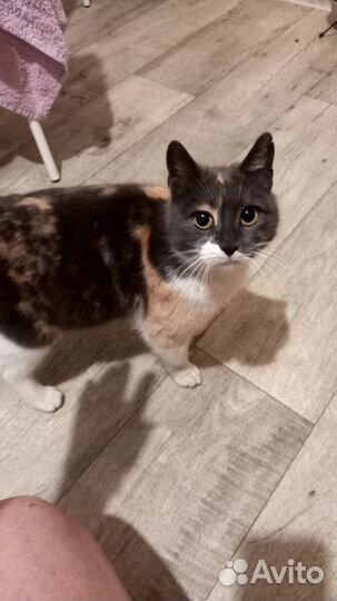 Кошка бесплатно