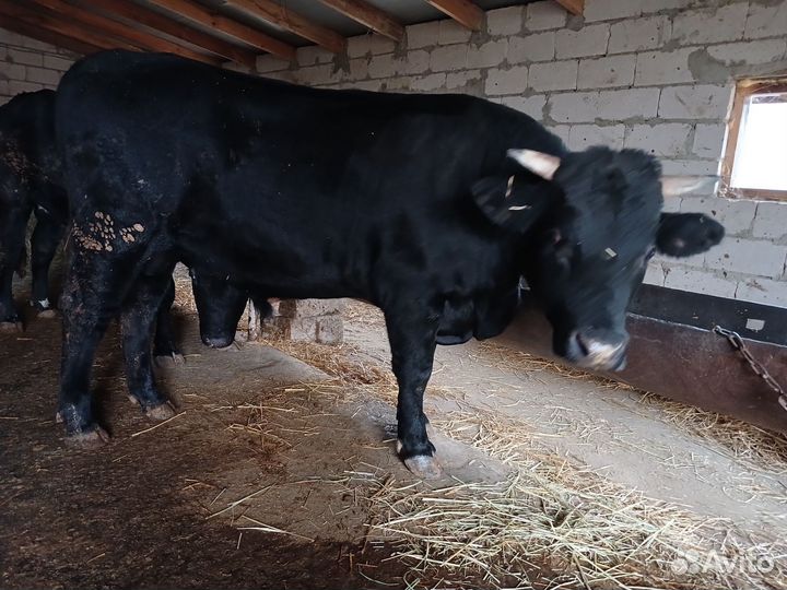 Бычки и быки