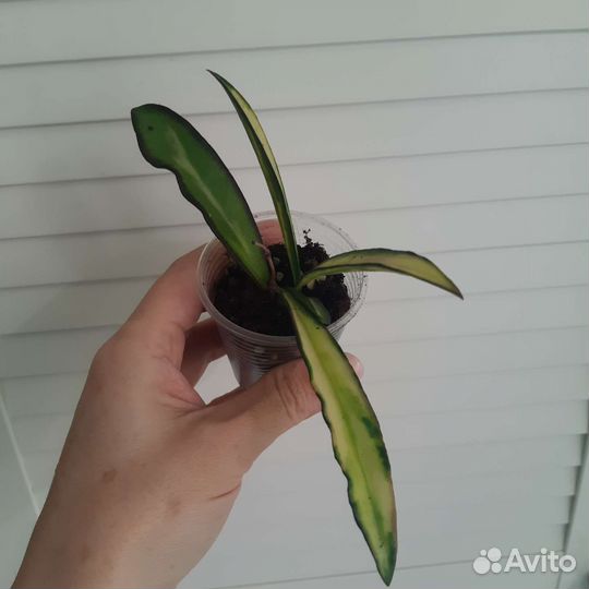Hoya Wayetii Tricolor