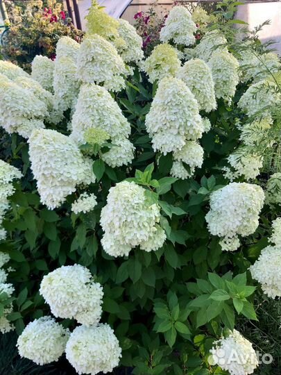 Гортензия Лаймлайт