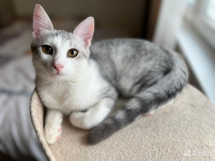 Котята ищут дом