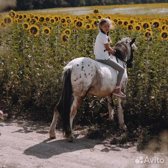 Продам пони