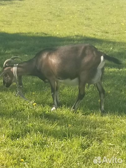 Баранчики, коза котная. Обмен