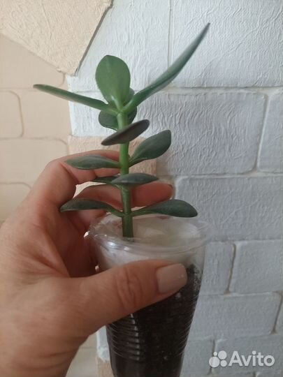 Толстянка (денежное дерево)