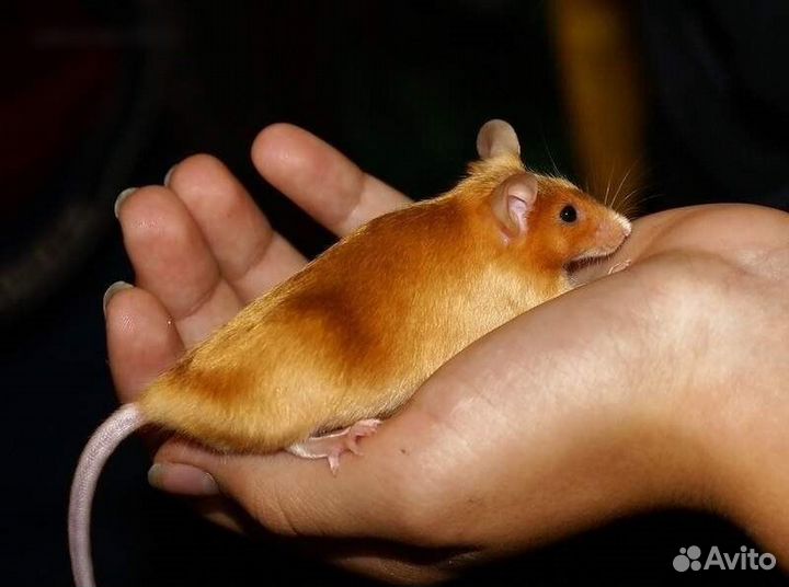 Сатиновые мышки