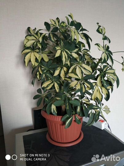 Шефлера вариегатная