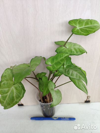 Укорененные растения