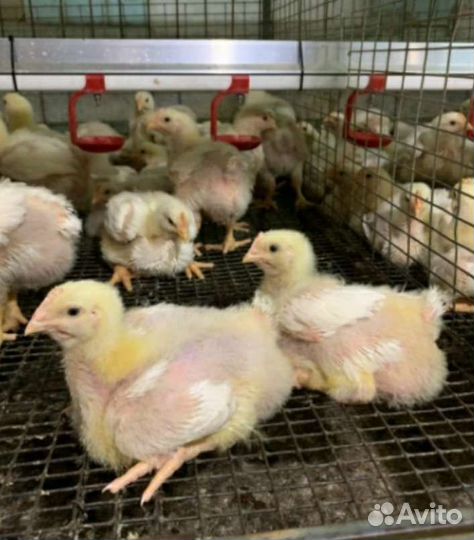 Суточный бройлер