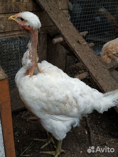 Петушки голошейной породы