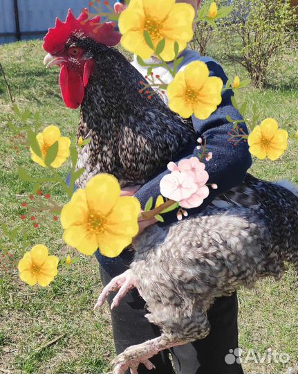 Инкуба-ное яйцо кохинхин, мехел. Кукушка, бентамки