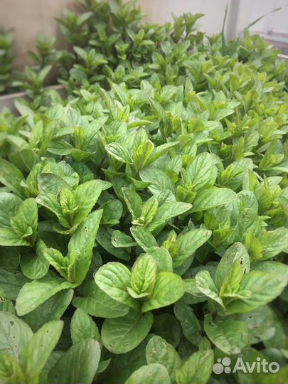 Мята ментоловая (саженцы)