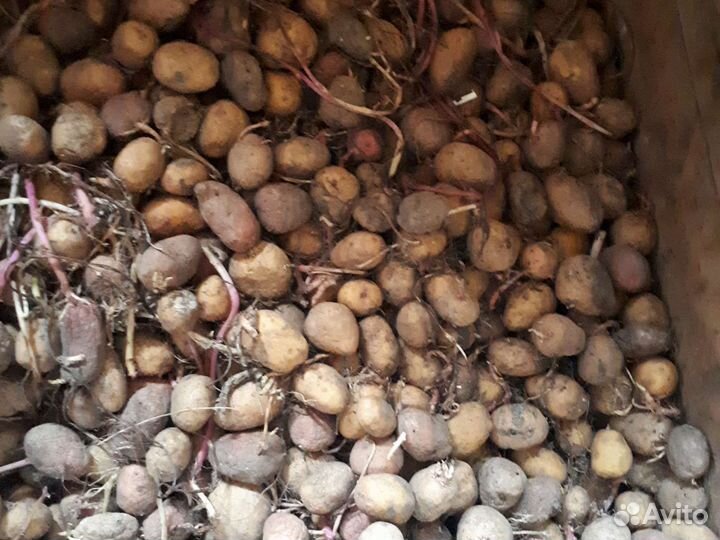 Саженцы картофеля