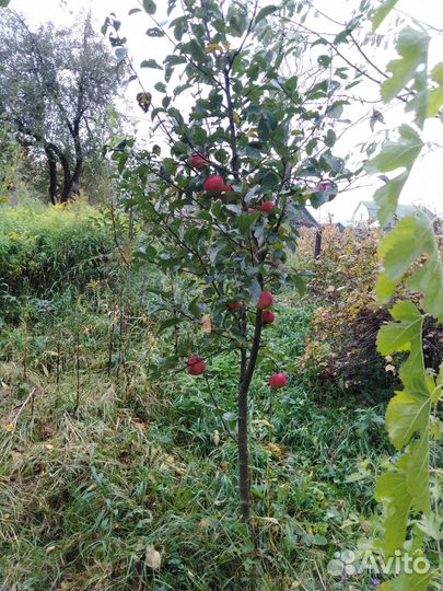 Яблоня многосортная