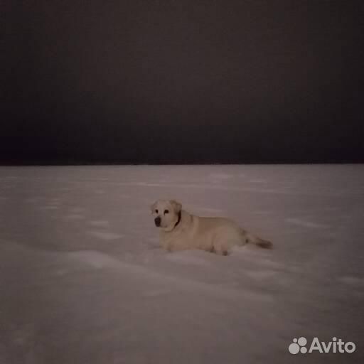 Передержка животных