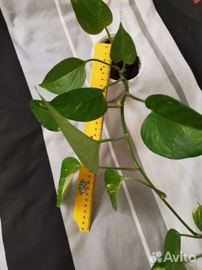 Сциндапсус