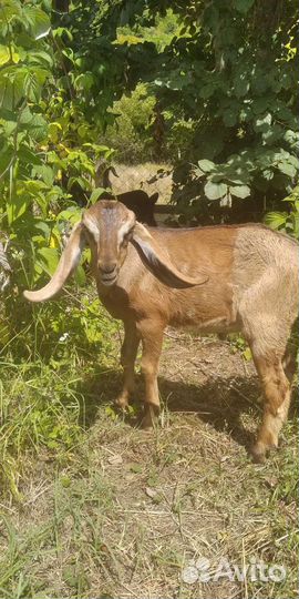 Англонубийский козлик