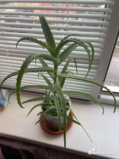 Алоэ лечебный