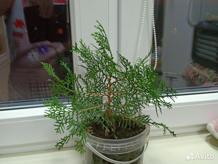 Цветы комнатные разные