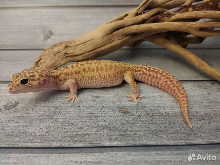 Эублефар с шикарным террариумом (новый комплект)