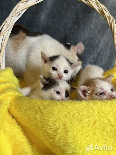 Котята в добрые руки бесплатно