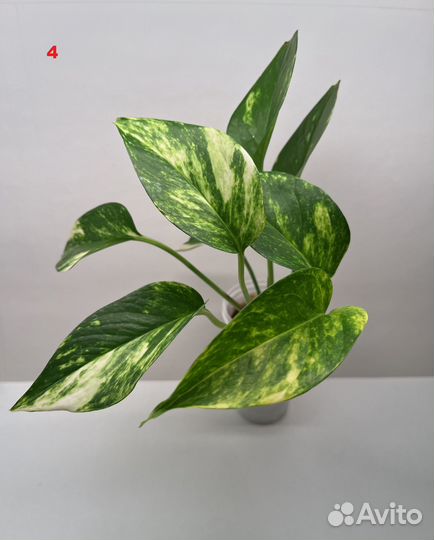 Комнатные растения для фитомодулей