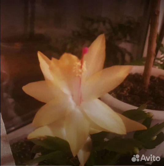 Цветок декабрист разный