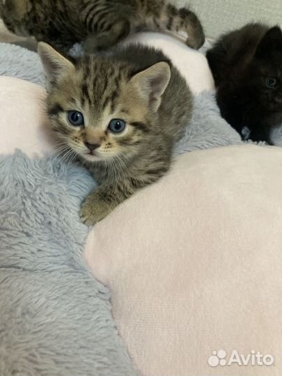 Котята в добрые руки 1 месяц