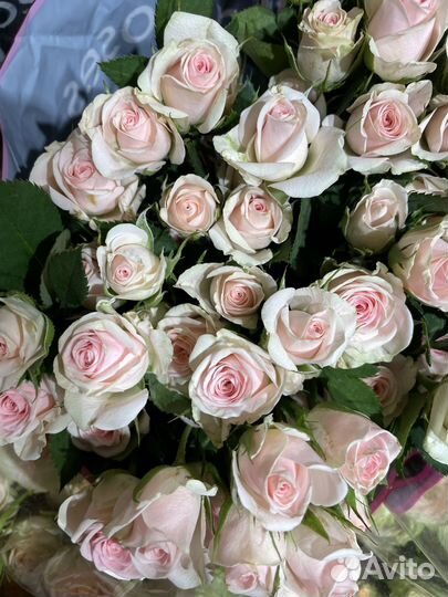 Роза кустовая