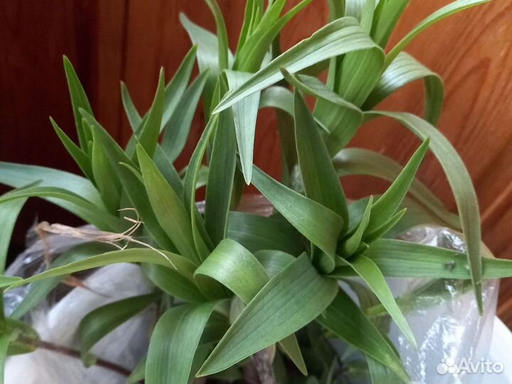 Луковицы лилии