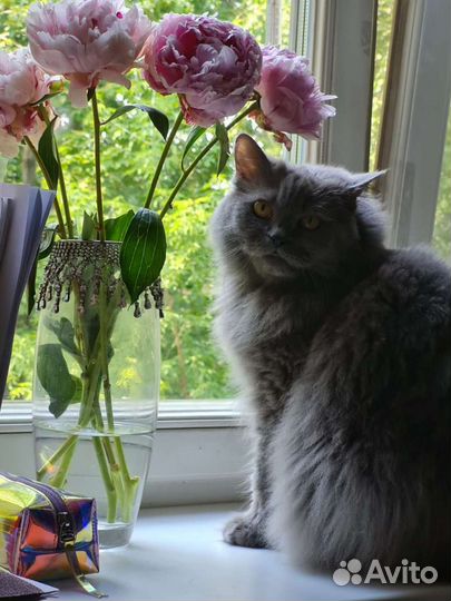 Передержка кошек и грызунов