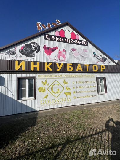 Птицы