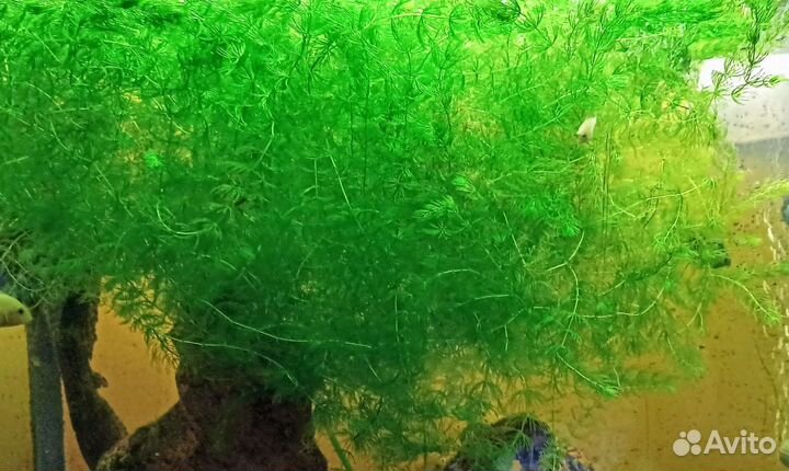 Роголистник - водоросли в аквариум