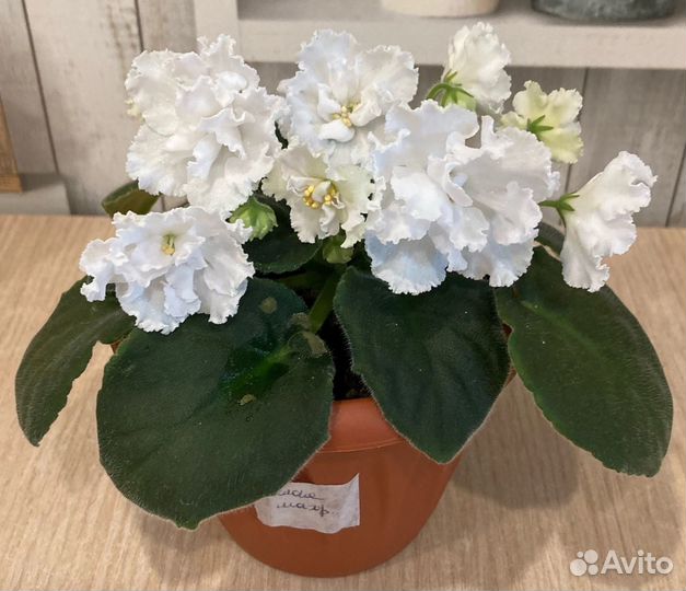 Сортовые фиалки