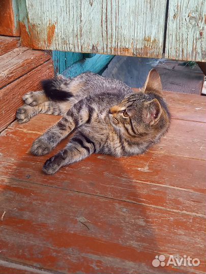 Котята мальчики 1 мес