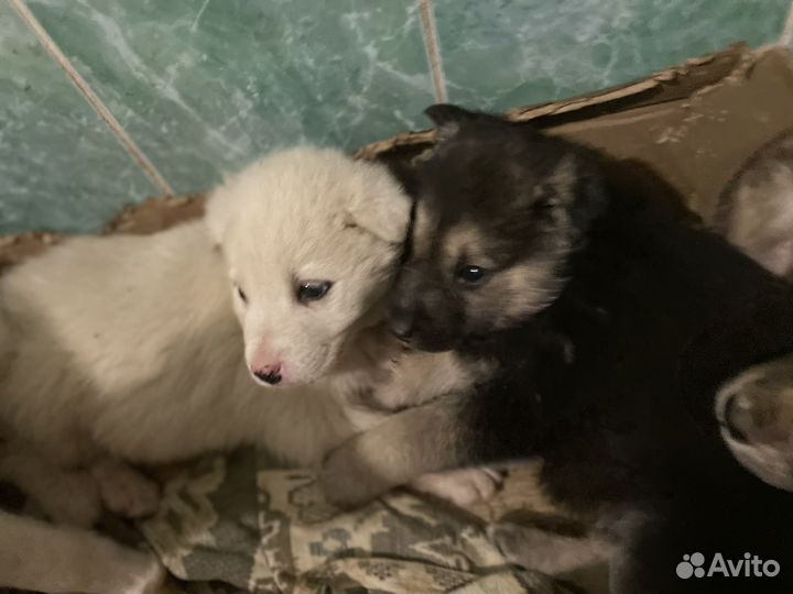 Собака в добрые руки