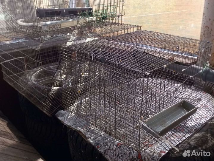 Клетки для перепелов