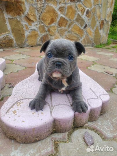 Голубая французская бульдожка