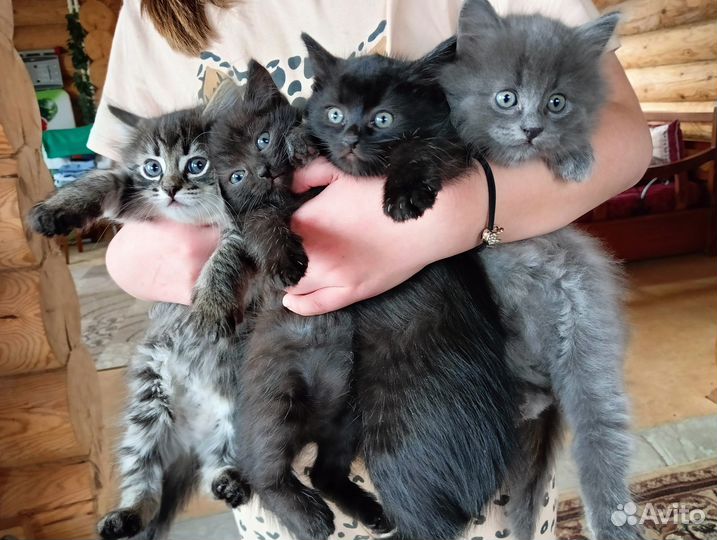 Отдам котят бесплатно в добрые руки