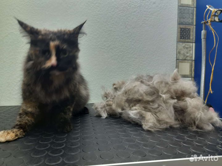 Зоопарикмахер