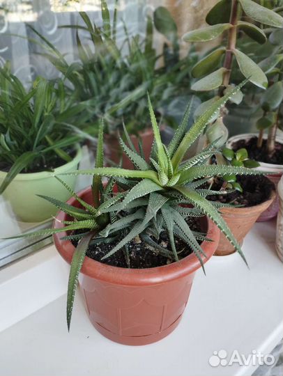 Хавортия поперечная