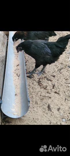 Молодые петухи