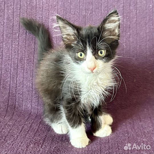 Ушастик Чарли в добрые руки