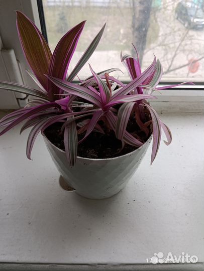 Традесканция рэо