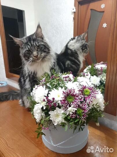 Мейн-кун вязка