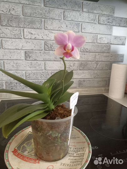 Орхидея фаленопсис Самер
